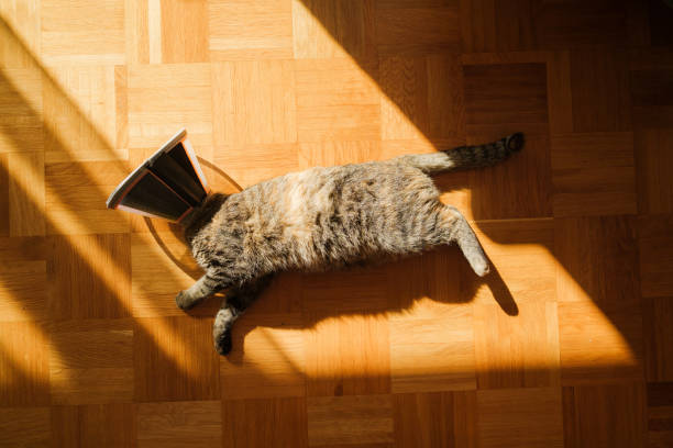 istock Cat in plastic collar laying on sunlight 2171339717