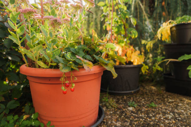 Strawberry in a pot  with different plants on the backyard on sunny day