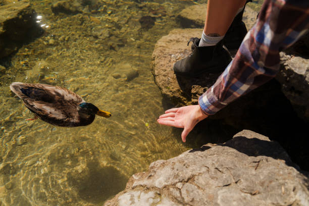 top view of two latin children looking at a duck in a lake in bolivia - concept of nature