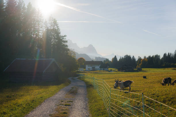 Goats on pasture in Bavarian countryside  behind the fence