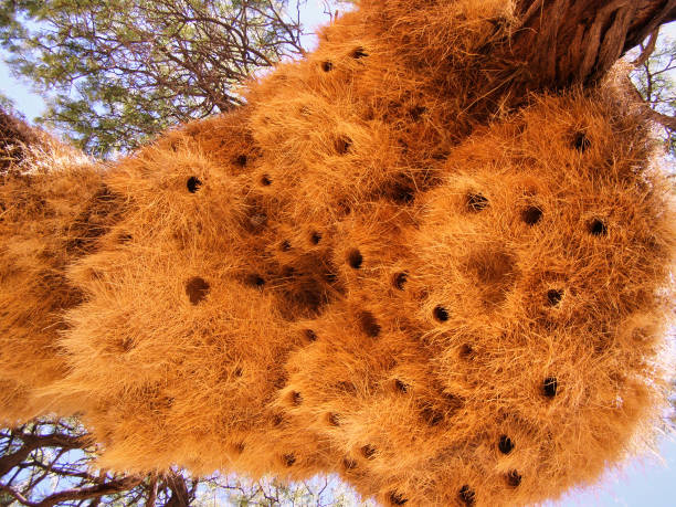 istock a massive communal bird nest, likely made by sociable weavers 2171341472