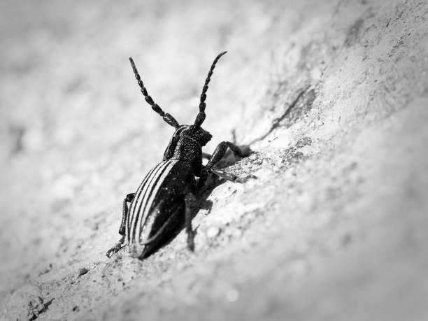Close-up black and white image of a beetle with striped wings on a textured surface.