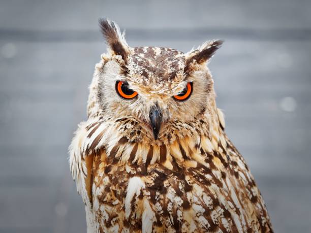 Close-up of a Eurasian eagle-owl with striking orange eyes and detailed plumage, set against a blurred gray background.