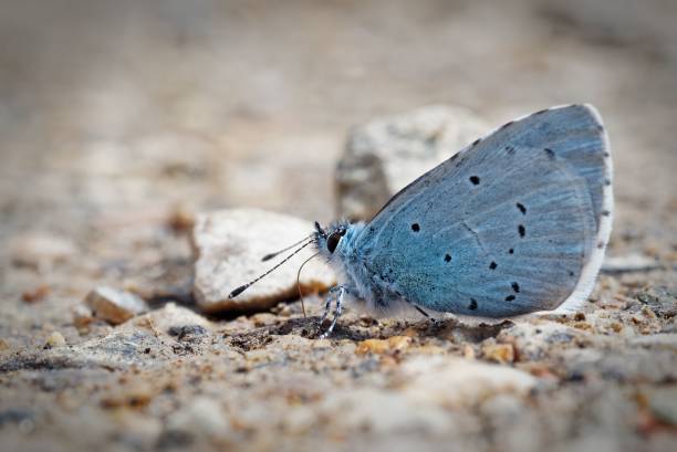 istock Blue butterfly resting on the ground. 2171341497