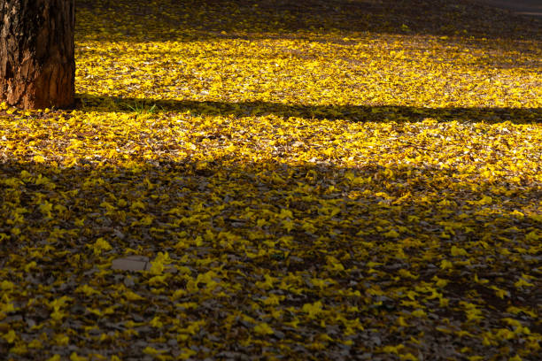 Goiania, Goias, Brazil – August 29, 2024:  The ground covered in yellow flowers fallen from a flowering ipê tree, with the late afternoon light.