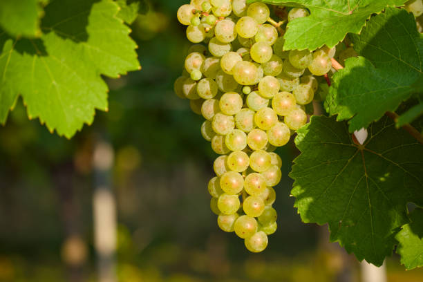 ripening bunch of grapes in the vineyard