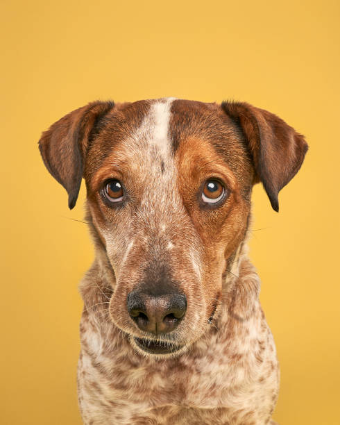 istock Cattledog looking at the camera with sad puppy dog eyes 2171342200