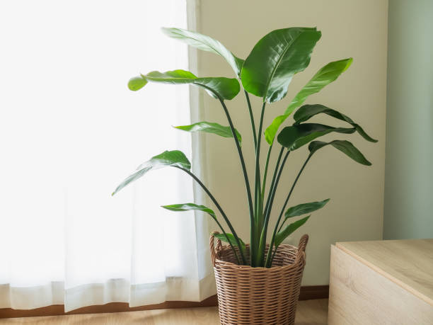 istock Bird of Paradise (Strelitzia) 2171342500