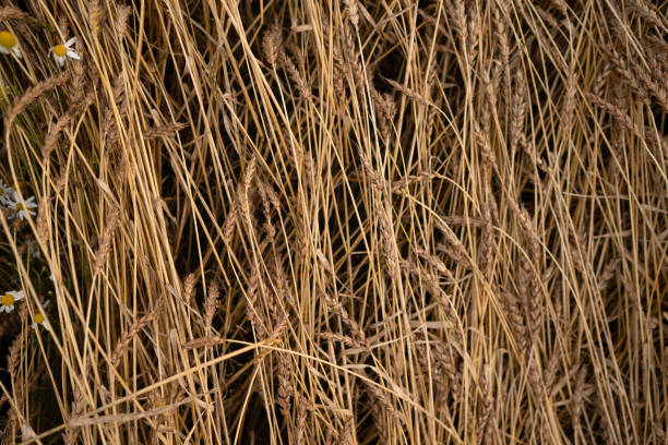 wheat field with daisies close-up.