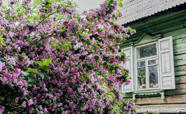 istock Blossoming Lilac Bush by Rustic Wooden House in Spring 2171343531