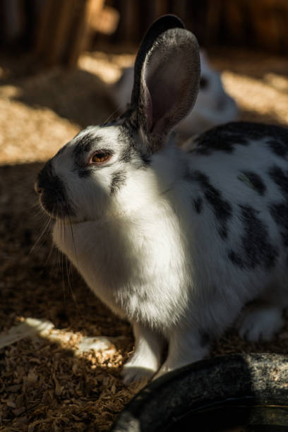 istock A white rabbit with spots in the Minsk zoo 2171343667