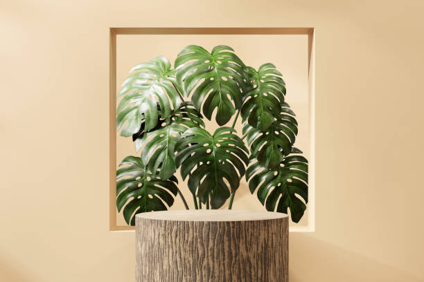 istock 3D rendering wood platform podium with monstera plant product presentation background 2171344181