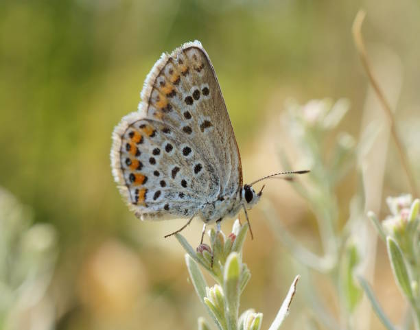 istock A beautiful little butterfly on a flower. Beautiful insects. 2171345110