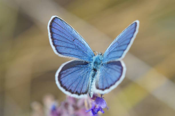 Violet heather flowers and butterfly in rays of summer sunlight in spring outdoors on nature macro, soft focus. Atmospheric photo, gentle artistic image.