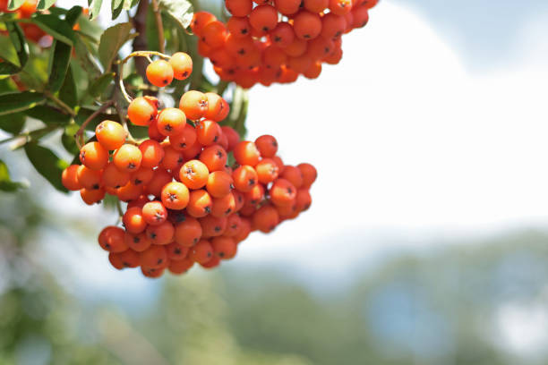Bunch of red rowan berries on a tree branch in autumn