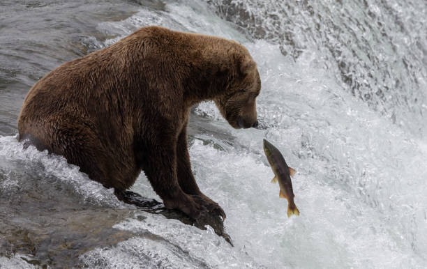 istock Brown Bear in Alaska 2171346119
