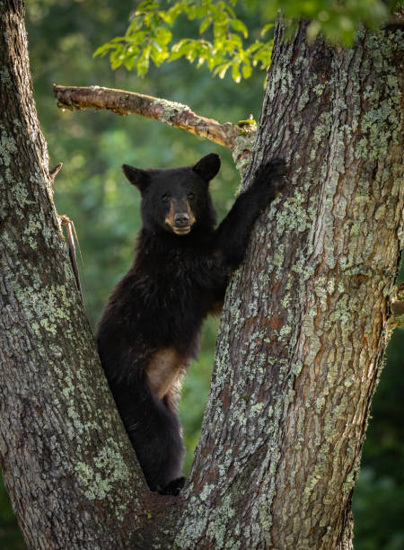istock Black Bear in a Tree in the Great Smoky Mountains 2171346125