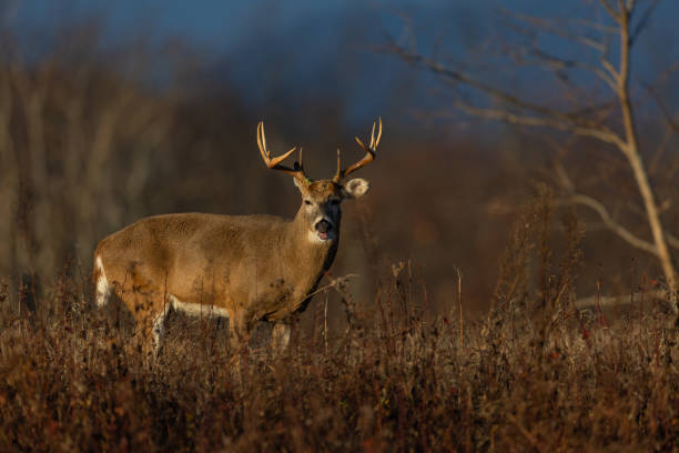 White-tailed Deer Buck in Shenandoah National Park
