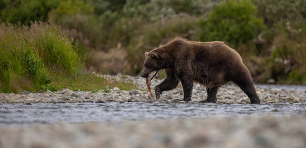 istock Brown Bear in Alaska 2171346886