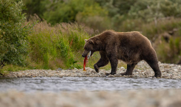 istock Brown Bear in Alaska 2171346956