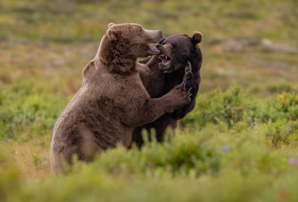 istock Brown Bear in Alaska 2171347050