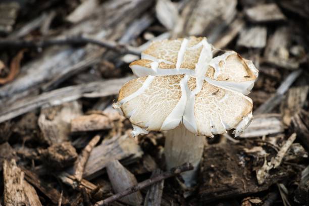 Close-up macro photograph of a Parasol mushroom captured from above, showing natural texture of cap