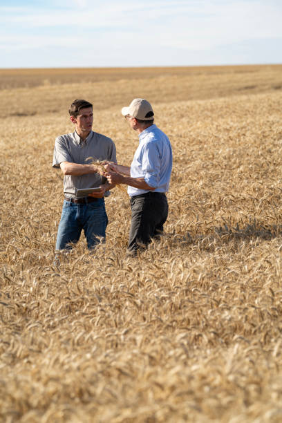 istock Precision farming expert giving crop advice to farmer while standing in wheat field 2171347990