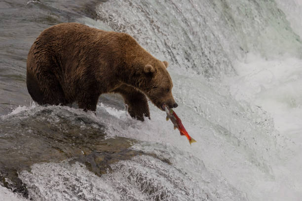 istock Brown Bear in Alaska 2171348534