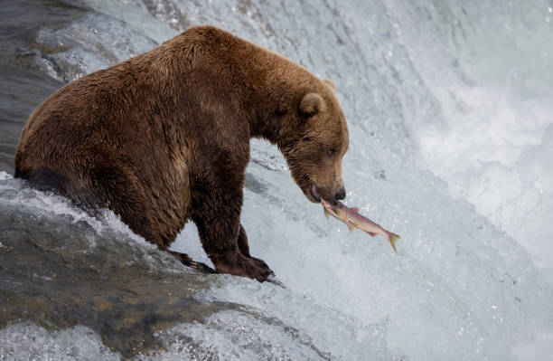 istock Brown Bear in Alaska 2171348592
