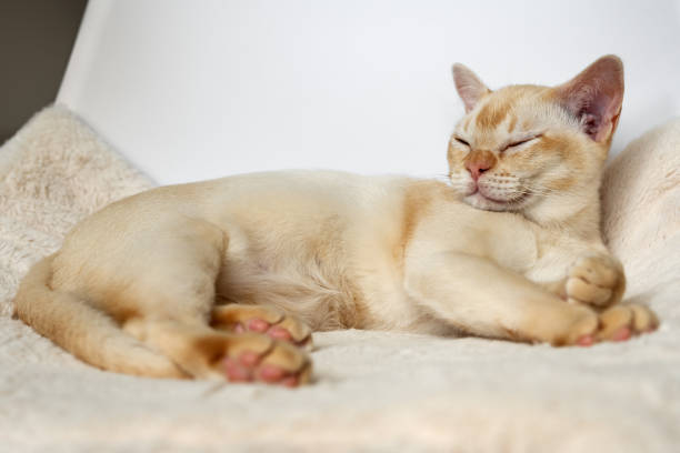 Adorable red Burmese kitten sleeping or resting sweetly on a soft pillow in a white bed indoors at home.