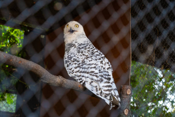 istock A white owl sits with its beak open. A white owl at the Minsk zoo 2171349092