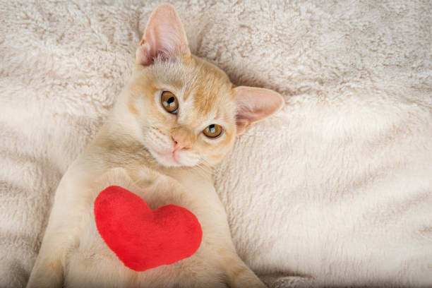 istock Red Burmese kitten with a red plush heart. 2171349178