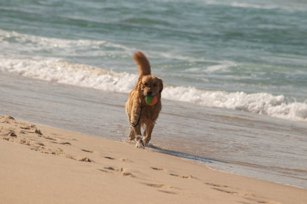 Dog playing on the water at the beach