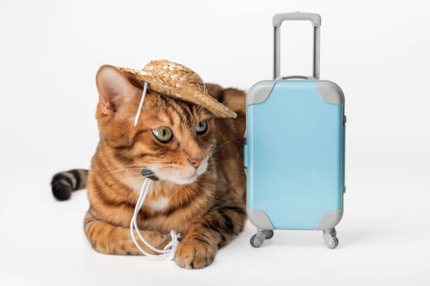 istock Cute cat with suitcase and in straw hat on white background. 2171350359