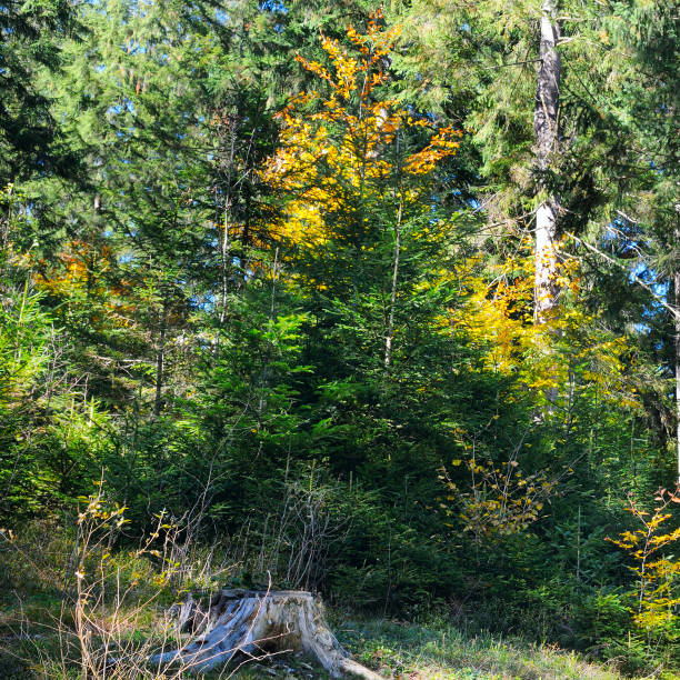 istock Colorful autumn landscape in the forest . 2171352213