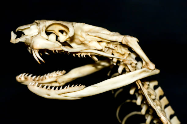 istock Close up  snake head bone on black background 2171352392