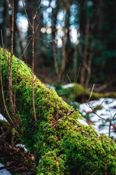Aokigahara nature forest from japan
