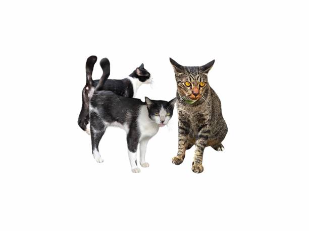istock Cute cats isolated on white background 2171352976