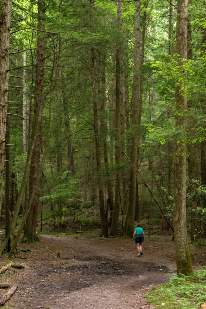 istock New River Gorge NP - Endless Wall Trail - Deeper into Forest 2171353929
