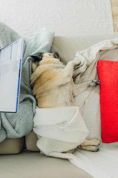 istock Cute Dog Sleeping on Sofa Near Laptop and Red Pillow 2171354556