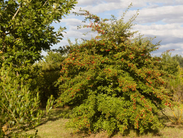 istock Flora of Spain - hawthorn bush 2171354615