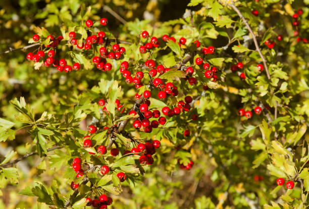 Flora of Spain - hawthorn bush with red berring in September