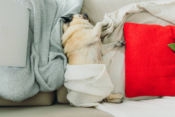 High-angle view of a pug relaxing on sofa in bright living room covered by plaid between red pillow and a person who is working by laptop