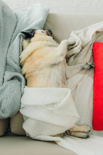 istock Cozy Time at Home Sweet Home 2171355448