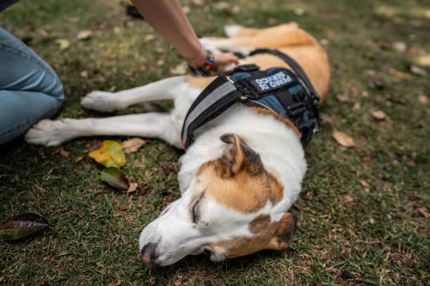 istock Assistance dog lying down in a public park 2171357193