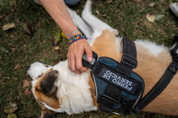 istock Assistance dog lying down in a public park 2171357196