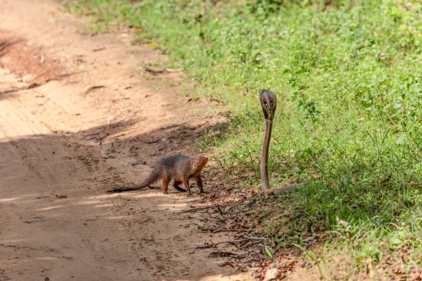istock mongoose fights with an aggressive cobra in the wild 2171358608