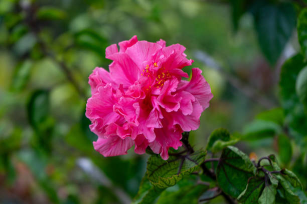 Terry Hibiscus pink color Hibiscus rosa sinensis