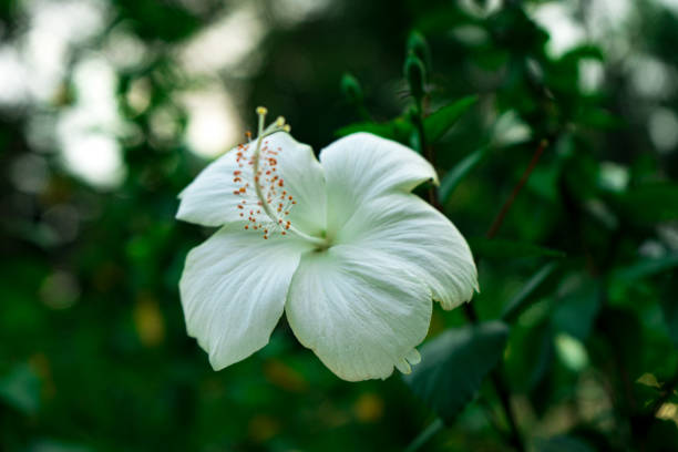 close up white Hibiscus flower