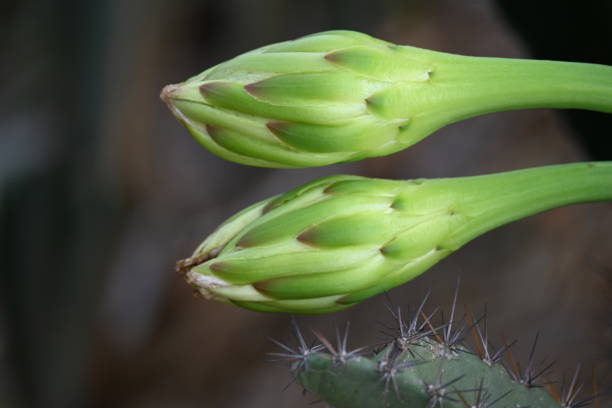 White cactus flower in desert. This is a desert plant. Along with the thorn, its beautiful flowers also bloom. It is a native plant of America and grows in desert and drought area with hot and sunny.